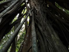 -中国科学院西双版纳热带植物园
