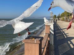 -呈贡滇池生态湿地公园