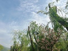 -后柳水乡