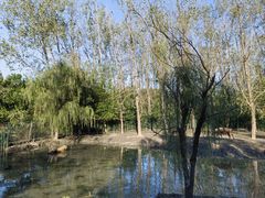 -溱湖国家湿地公园