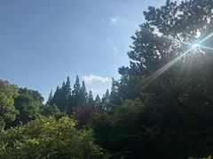-上海醉白池公园