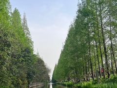 -上海长兴岛郊野公园