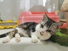 -糯米喵星人总部直营旗舰店·猫舍·幼猫出售