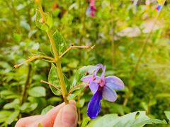 -中国科学院西双版纳热带植物园