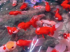 -中环花鸟鱼虫市场