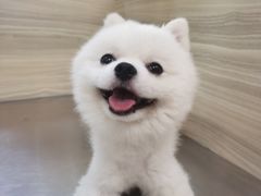 -纳吉亚猫专科动物医院(康都外科中心)