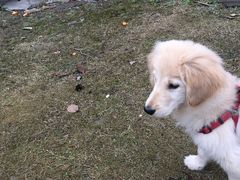 -翊宠yipet猫狗购宠庄园犬舍•猫舍