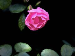 -郴州特产舜华临武鸭(郴州西站店)