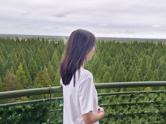 -黄海国家森林公园