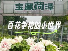 -曹州牡丹园