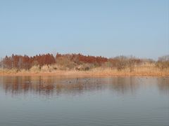 -溱湖国家湿地公园