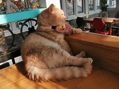 -猫小院猫主题咖啡厅(北锣店)