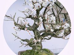 -香雪海