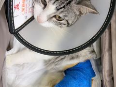 -博特宠物医院24h犬猫全科.骨科·异宠