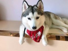 -Husky Go! 哈士奇体验馆·宠物咖啡厅狗咖