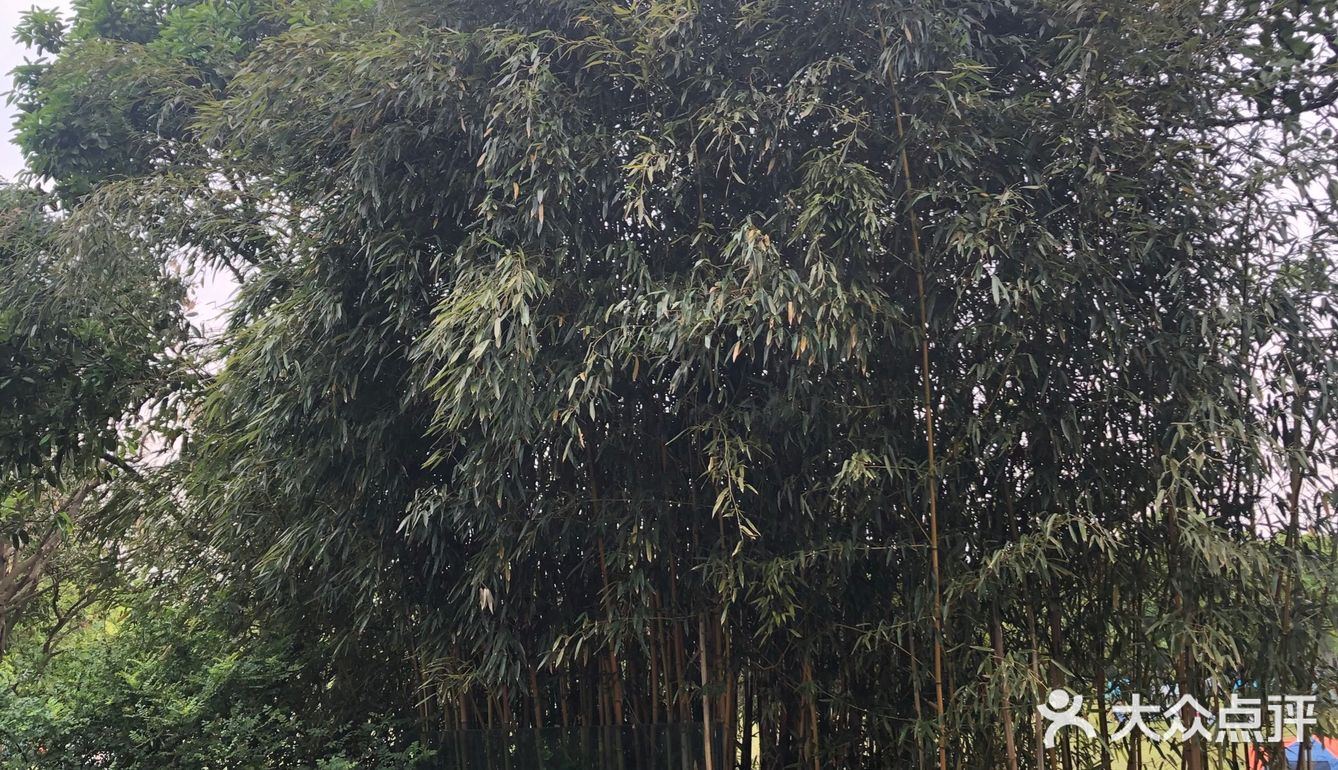 出示了绿色随申码和提前买的门票才入园