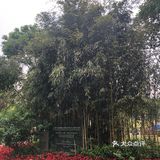 出示了绿色随申码和提前买的门票才入园