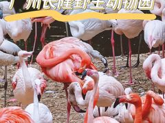 -广州长隆野生动物世界