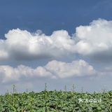 春天来了，吉祥如意报到