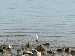 -深圳湾公园(南山区)