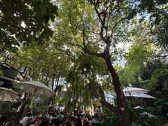 -Fern Forest Cafe