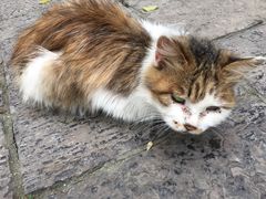 -西安化觉巷清真大寺