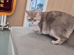 -瑞派·关忠动物医院·猫专科·犬专科(三环新城店)