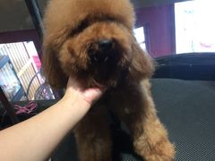 -MOLLY'S萌宠生活馆