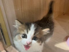 -爪爪喵星球·猫舍(卓悦中心店)