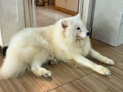 -喵小馆·猫咖狗咖猪咖·饮品店