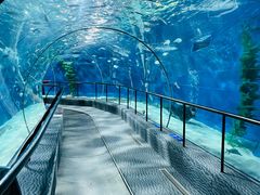 -上海海洋水族馆