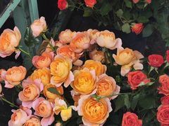 -循礼门鲜花花市(武汉循礼门店)