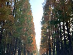 -桤木河湿地公园