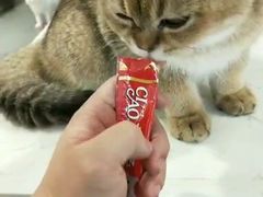 -飞行喵MR PILOT|猫舍·猫咖(静安大融城店)