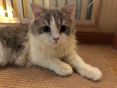 -猫和宫(六道口店)