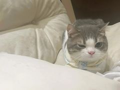 -lincat·猫舍(广州店)