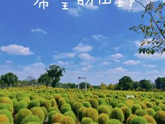 -花开海上生态园