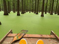 -渌洋湖湿地公园