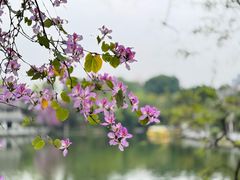 -柳侯公园