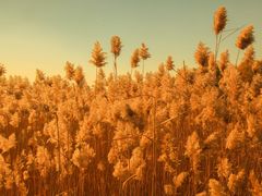 -野鸭湖国家湿地公园