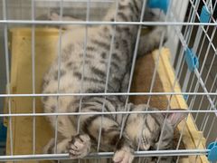 -瑞鹏宠物医院·夜间急症·心超·猫科(祖庙分店)
