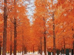 -春花秋色城市公园