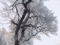 -雾凇岛