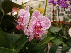 -西部兰花园生态园