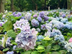 -上海共青森林公园