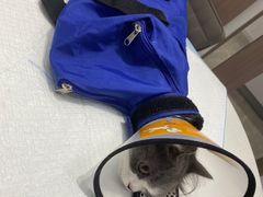 -派特宠物医院(圆融广场店)