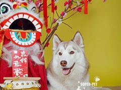 -超宠爱宠物摄影-Super pet