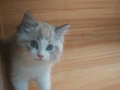 -猫十亿·布偶金渐层·曼基康矮脚猫舍(青年路店)