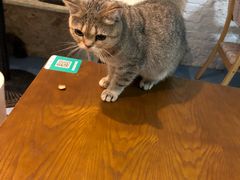 -猫色咖啡·猫咖