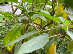 -广州神农草堂中医药博物馆